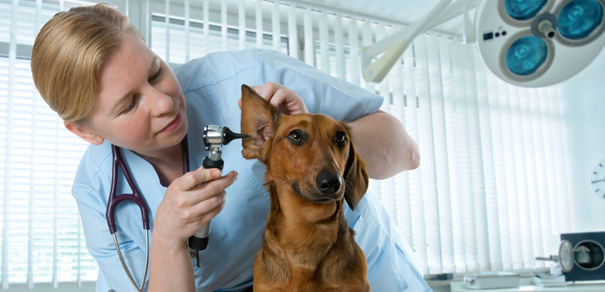 Solução em Gestão Laboratorial e Diagnósticos por Imagem Veterinário